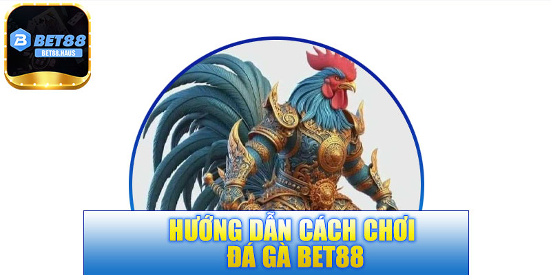Hướng dẫn cách chơi đá gà BET88