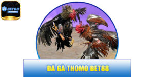 Đá Gà Thomo BET88 – Nhịp Chơi Gay Cấn, Thử Thách Chiến Thuật