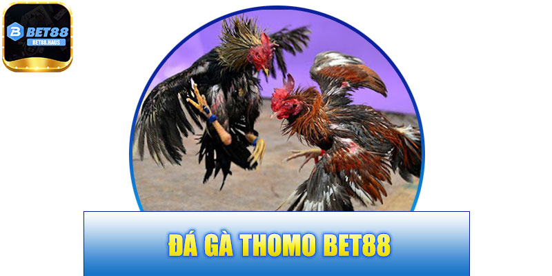 Đá Gà Thomo BET88 – Nhịp Chơi Gay Cấn, Thử Thách Chiến Thuật