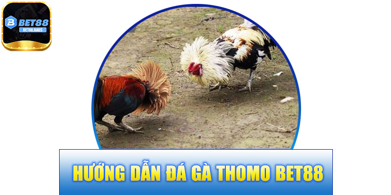 Hướng Dẫn Đá Gà Thomo BET88