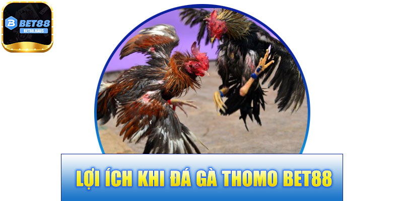 Lợi Ích Khi Đá Gà Thomo BET88