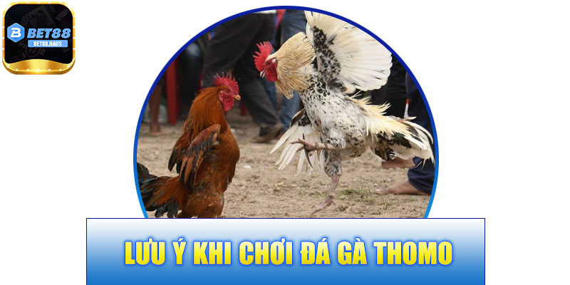 Lưu Ý Khi Chơi Đá Gà Thomo BET88